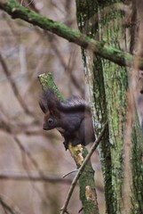 a brown squirrel in the tree during spring time