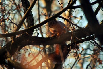 a brown squirrel in the tree during spring time