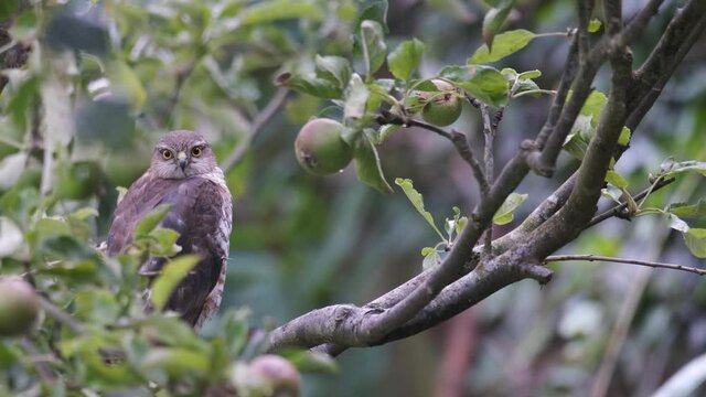Wild Juvenile Male Sparrowhawk, Bird Of Pray Looking Straight At Camera Perched In Apple Tree In Urban Garden