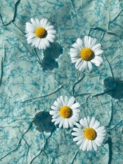 Tender white daisy swims in clear water in a pool with a blue bottom