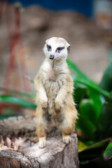 suricate, meerkat in the zoo park.