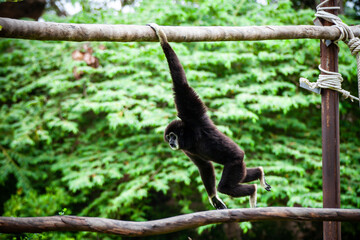 Gibbon on the tree in the zoo.