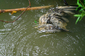 A seagull cub dead by the water.