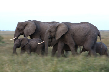 A herd of Elephants moving in the grassland of Masai Mara