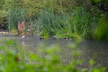 Seagull on a stick over lake water with grass in the background.