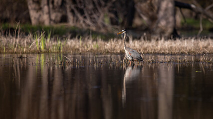 great blue heron