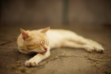 cute red cat sleeps on the street, stretching its paw forward, side view, selective focus.