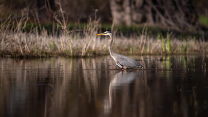 great blue heron