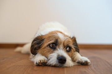 Kleiner Terrier Hund liegt auf einem Holz Boden, von vorne, unglücklich, alleine, Pfote, Hundenase