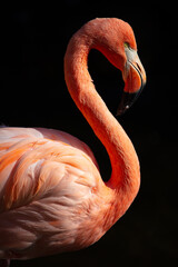 sunset flamingo