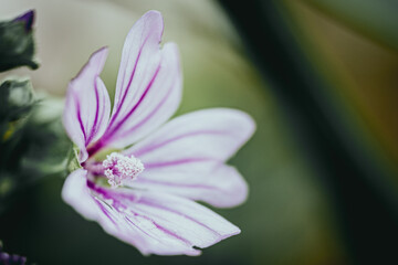 Mauve commune ou malva neglecta - Jolie fleur rose dans le jardin - obrazy, fototapety, plakaty