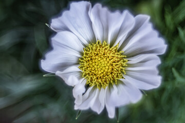 Obraz premium Cosmea - Schmuckkörbchen