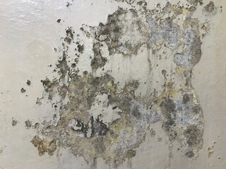 the peeling cement wall paint in the old house