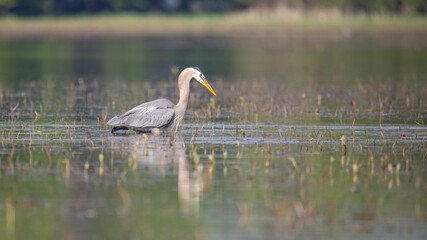 great blue heron