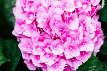 Obraz premium Hortensia rose dans le jardin