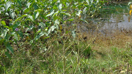 wild animal in the grass