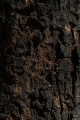 Brown tree background 
