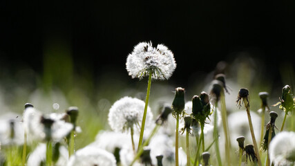 dandelion