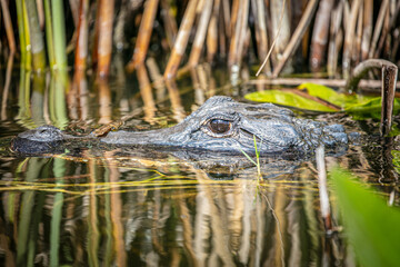 sneaky alligator