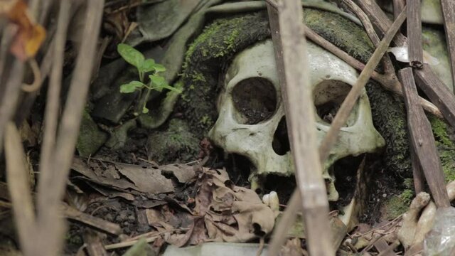 Bali Trunyan Terunyan Village Balinese Cemetary Skull Skulls Skeleton Dead Human Bones Death Deceased