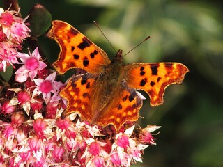 Butterflies and Moths