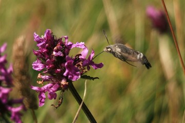 Butterflies and Moths