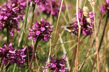 Butterflies and Moths