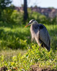 great blue heron