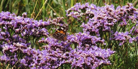 Butterflies and Moths