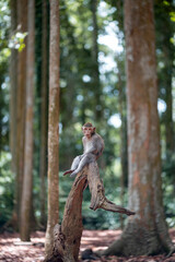 Fototapeta na wymiar An adult macaque monkey is sitting on the trunk of a tree, its legs hanging down and looking at the camera. Monkey forest, Bali, Indonesia