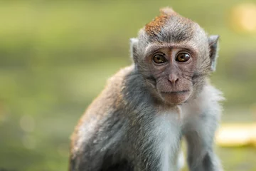  Close up portrait of macaque monkey sits on the mossy steps of the temple. Blurred background. Monkey forest, Bali, Indonesia © _KUBE_