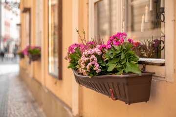 Fototapeta na wymiar Flowerbed on the window. The atmosphere of old Prague.