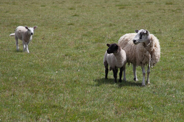 A ewe with her lamb whilst waiting for another to catch up