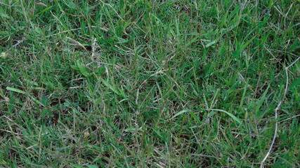 green grass in the morning