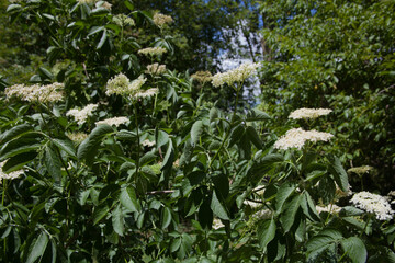Obraz premium An Elder, a small tree during the summer with white Elderflowers