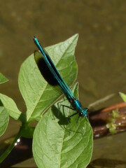 Damselflies