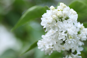 Beautiful white lilac flowers on blurred background, closeup. Space for text