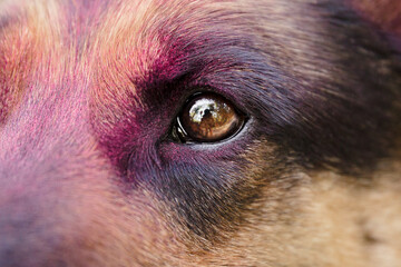 Holi Dog. German Shepherd dog eyes. 