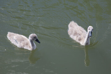 2 cygnets swimming together on the Thames in the UK