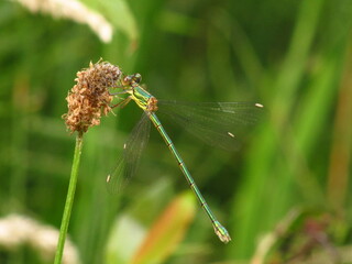 Damselflies