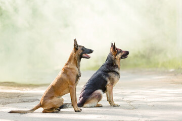 Belgian Shepherd (Malinois) is a dog and German Shepherd