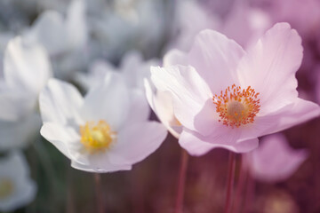 Obraz premium Beautiful blossoming Japanese anemone flowers outdoors on spring day