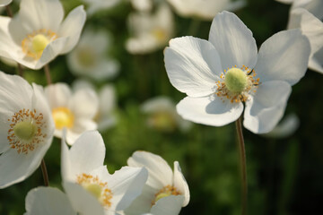 Beautiful blossoming Japanese anemone flowers outdoors on spring day