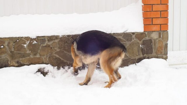 Adult dog German shepherd chasing the tail. The animal spinning and bites itself. Excited nervous behavior of the dog. Aggressive and depressive game. Problems of behavior and education.
