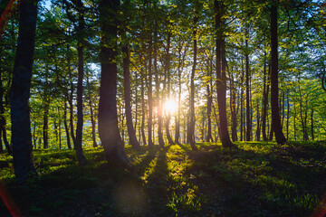 Sol en el centro de la imagen ocultándose entre las hayas de un bosque en verano