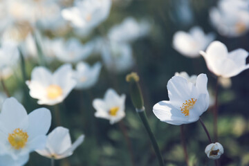Beautiful blossoming Japanese anemone flowers outdoors on spring day