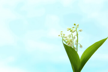 Fototapeta na wymiar Beautiful lily of the valley flowers on light background. Space for text