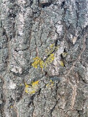 Old gray texture of tree bark