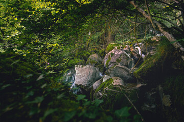 Mágico rincón en un bosque de hayas con un pequeño río entre rocas en el centro del plano 