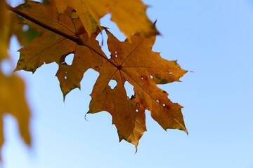 Autumn background. Yellow maple leaves against the blue sky. Bright yellow autumn leaves with holes and damage. Horizontal, close-up, free space. Concept of the seasons.